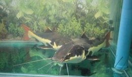 韩国鲶鱼爆料视频大全在线观看,揭秘娱乐圈幕后真相